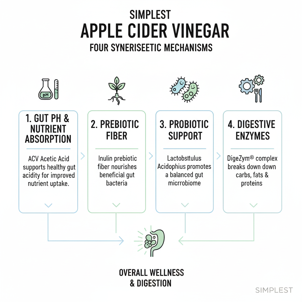 Apple Cider Vinegar 4-Mechanism Infographic
